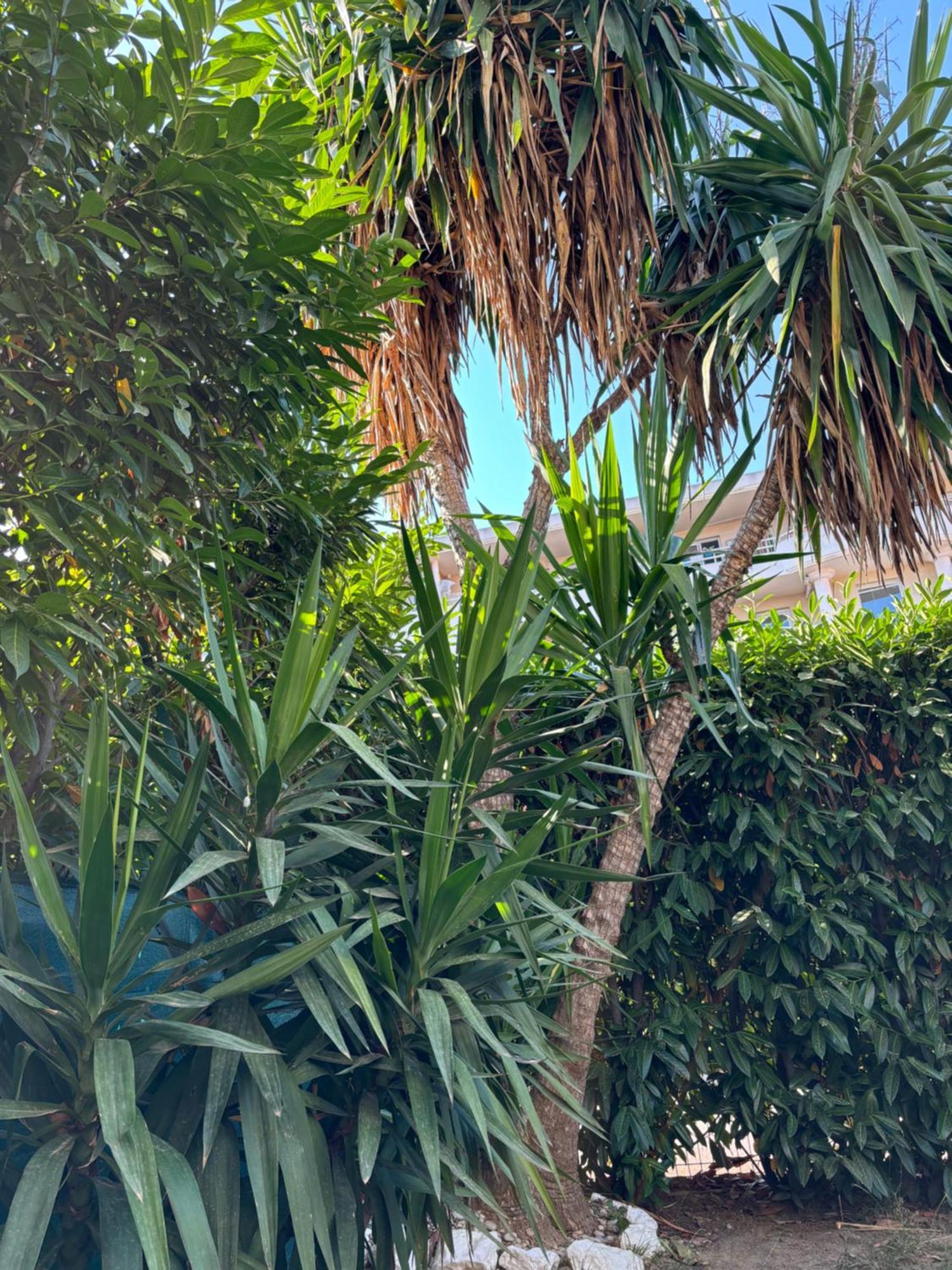 Beachside Apartment With Pool & Garden In Juan Les Pins Antibes Eksteriør billede